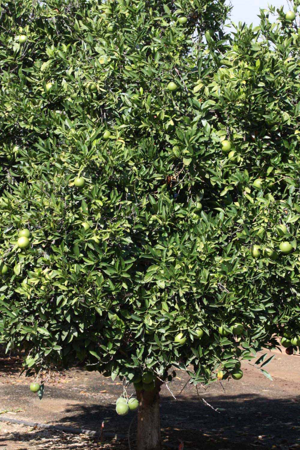              Habit (Riverside, CA)       